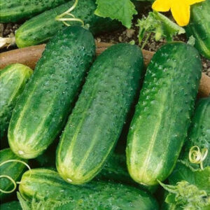 Castraveti   per/kg
