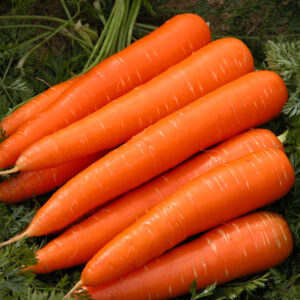 Morcovi   per/kg