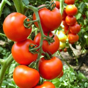 Rosi    per/kg