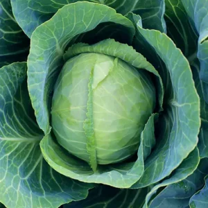 Varza    per/kg